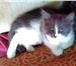 Фотография в Домашние животные Отдам даром Отдадим котеночка в добрые,заботливые руки! в Нижнем Новгороде 0