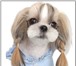 Foto в Домашние животные Стрижка собак Профессиональный грумер окажет услуги по в Видном 0