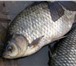Фотография в Прочее,  разное Разное Продажа живой рыбы оптом (карп, карась, толстолоб, в Пензе 120