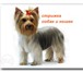 Foto в Домашние животные Стрижка собак Опытный грумер приведёт в порядок вашего в Новороссийске 0