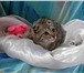 Фотография в Домашние животные Отдам даром Вислоухая кошечка, возраст 2 месяца, окрассеребристый в Москве 0