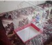 Фото в Домашние животные Товары для животных Продаётся клетка для попугая. Габариты – в Санкт-Петербурге 2 000