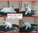 Foto в Домашние животные Услуги для животных Груминг-салон "Грумми" приглашает маленьких в Пензе 500