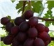 Фотография в Домашние животные Растения продаю саженцы и черенки винограда из собственного в Саратове 100