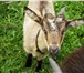 Фотография в Домашние животные Другие животные Козлу 7 месяцев, коза младше на 2 недели. в Брянске 6 000