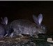 Фото в Домашние животные Другие животные Кролики великан Фландр и фр. баран.Продажа в Самаре 1 000