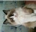 Foto в Домашние животные Вязка Красавица киска ждёт котика похожего окраса в Челябинске 0