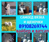 Самоеды щенки + женихи для вязки 4942796 Самоедская лайка фото в Вологде