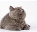 Питомник DIADEMA предлагает Вам Британских короткошерстных котят (Котики и Кошечка),  Окрас голубой 68967  фото в Москве