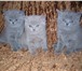 Продаются отличные клубные плюшевые с круглой мордочкой британские котята от титулованных произ 69718  фото в Омске