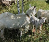 Foto в Домашние животные Другие животные Продаются козы,можно целым стадом из 15 голов.Козы в Уфе 0