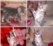Шотландский мраморный котик страйт 1372586 Скоттиш страйт фото в Барнауле