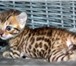 Питомник ClanTabbies предлагает бенгальских котят 207828  фото в Ставрополе