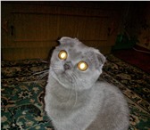 Изображение в Домашние животные Вязка ищу кота британской породы,прямоухого,для в Воронеже 1 500