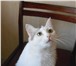 Фото в Домашние животные Отдам даром Ищу для кошечки (возраст 1год) спокойную, в Улан-Удэ 0