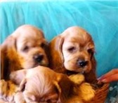 Продается щенок американского кокер спаниеля, мальчику 2 месяца, окрас палевый, мальчик выставочный, 66129  фото в Самаре