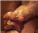 Foto в Домашние животные Найденные Собака на вид 8-10мес, рыжий окрас, ласковая, в Челябинске 0