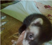 Foto в Домашние животные Грызуны Продам хорька 4 месяца с клеткой к лотку в Твери 1 500
