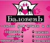 Изображение в Домашние животные Услуги для животных нужно подстричь собаку? это к нам! модные, в Новороссийске 0