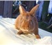 Изображение в Домашние животные Грызуны Продажа кроликов элитных пород в УрФО: Ризены, в Екатеринбурге 1 000