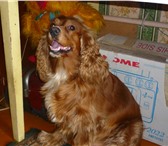 Изображение в Домашние животные Вязка собак английский кокер спаниель,симпатичный,окрас в Рязани 0