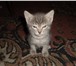 Фотография в Домашние животные Отдам даром Очаровательные котята ищут добрых хозяев. в Красноярске 0