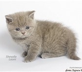 Продаются клубные котята с документами от титулованных родителей, очень ласковые и игривые малыши, 69163  фото в Москве
