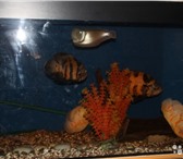 Изображение в Домашние животные Рыбки продам аквариум(500л),астронотусов,аравану в Тольятти 0