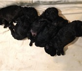 Продаются щенки_пуделя 3373087 Пудель фото в Екатеринбурге