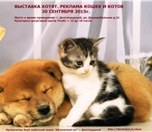 Фотография в Домашние животные Выставки кошек Осенняя выставка котят и кошек - г. Долгопрудный! в Долгопрудный 50