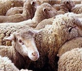 Изображение в Домашние животные Другие животные Тонкорунные овцы, порода белая красноярская, в Красноярске 1