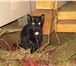 Фотография в  Отдам даром-приму в дар Отдадим 4 красивых смышленых котят, возраст в Кирове 0