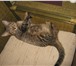 Фотография в Домашние животные Отдам даром Отдам котёнка 4 месяца (кошечка) в добрые в Набережных Челнах 0