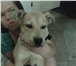 Foto в Домашние животные Отдам даром пропал щенок смешаный стафарширский терьер в Воркута 500