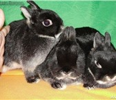 Фотография в Домашние животные Грызуны Карликовые декоративные нидерландские крольчата, в Талдом 9 000