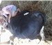 Изображение в Домашние животные Другие животные Продаю племенного быка породы Черно-пестрая, в Барнауле 70 000
