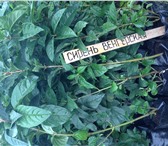 Фото в Прочее,  разное Разное очень много разновидностей саженцев.Ягодные в Москве 120