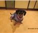 Foto в Домашние животные Вязка собак Мальчик Такса ищет опытную подружку для вязки в Новокузнецке 0