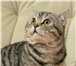 Фото в Домашние животные Вязка Шотландский кот приглашает на вязку вислоухую в Ростове-на-Дону 1 000
