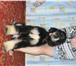 Продаются подрощенные щенки афганской борзой от родителей чемпионов девочка и мальчик, Отец Виват Са 67296  фото в Москве