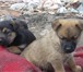 Фото в Домашние животные Отдам даром Замечательные щенки - красавцы: мальчики в Тольятти 0