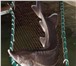 Foto в Домашние животные Рыбки Выполнить зарыбление водоёма редкой рыбой в Москве 350