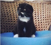 Супер малышок нарядный спокойный 3597554 Скоттиш фолд короткошерстная фото в Москве