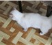 Кошка в хорошие руки желательно в деревню 287735 Домашняя кошка фото в Москве