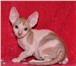 Продаются очаровательные котята породы «Донской сфинкс» от титулованных производителей в разведени 69338  фото в Москве