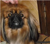Фото в Домашние животные Вязка собак мою собаку зовут ден ,порода пикинес  ему в Дмитровск 1 000