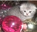Котята кошечки и котики 1735248 Скоттиш фолд фото в Барнауле
