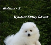 Японский шпиц 1610025 Померанский шпиц фото в Волгограде