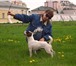 Foto в Домашние животные Вязка собак Кобель Джек Рассел терьер трехцветка.Санчо в Москве 7 000