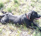 Фотография в Домашние животные Вязка собак Черный лабрадор,красавец, 3,5 года ,с родословной в Магнитогорске 0